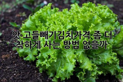 앗! 고들빼기김치가격, 좀 더 착하게 사는 방법 없을까? 🤔