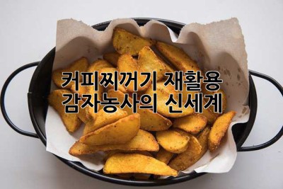 커피찌꺼기 재활용, 감자농사의 신세계?! 🥔