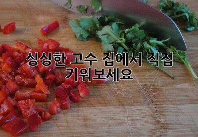 싱싱한 고수, 집에서 직접 키워보세요!