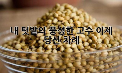 내 텃밭의 풍성한 고수, 이제 당신 차례!