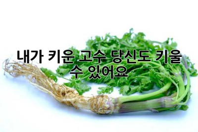 내가 키운 고수, 당신도 키울 수 있어요!